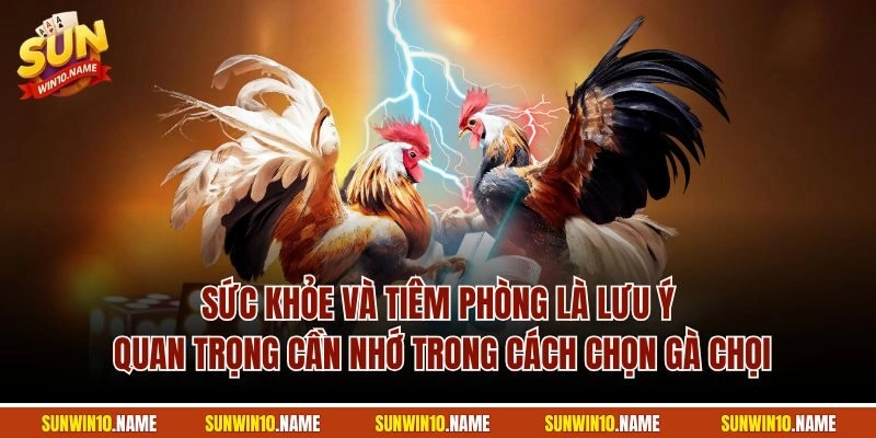 Sức khỏe và tiêm phòng là lưu ý quan trọng cần nhớ trong cách chọn gà chọi
